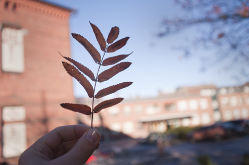 Syysloma Lahden yhteiskoulussa viikolla 43