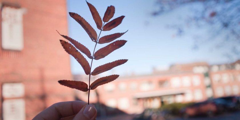 Kielitaitoa aikuislukiosta!