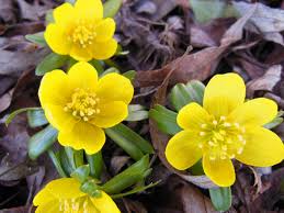 LAHDEN YHTEISKOULUN AIKUISLUKION OPETUSJÄRJESTELYT AJALLA 12.4. – 30.4.2021