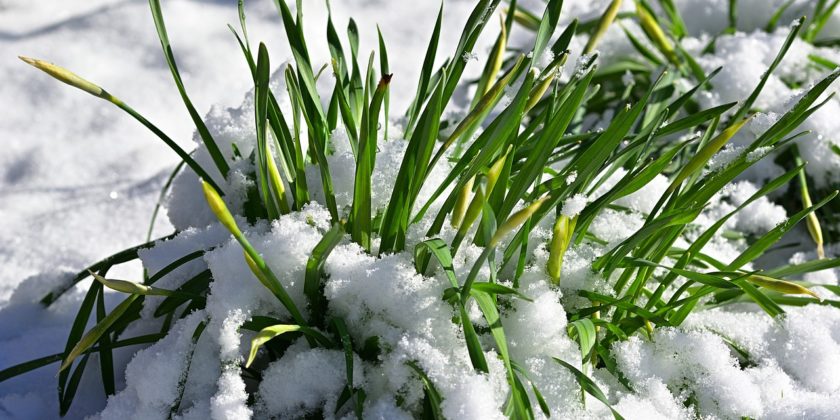 AIKUISTEN LUKIOKOULUTUS PALAA LÄHIOPETUKSEEN TIISTAINA 16.2.2021