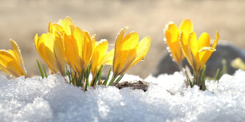 Lahden yhteiskoulun seniorit ry:n vuosikokous