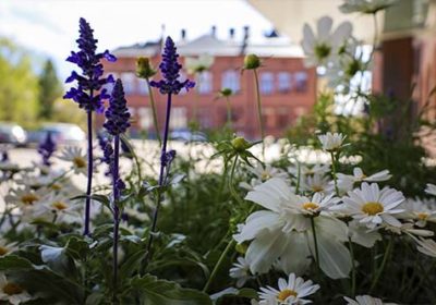 Lahden yhteiskoulun vanha koulurakennus Museo kurkistaa valkoisten ja lilojen kesäkukkien takaa.