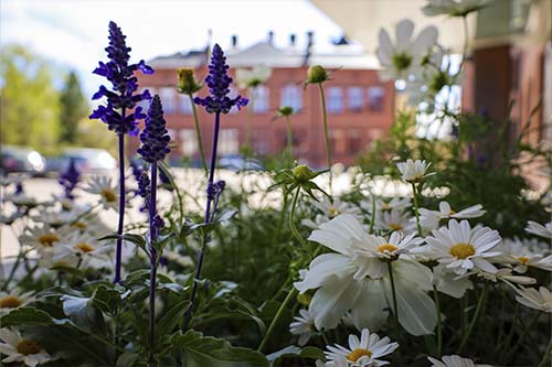 Lahden yhteiskoulun vanha koulurakennus Museo kurkistaa valkoisten ja lilojen kesäkukkien takaa.