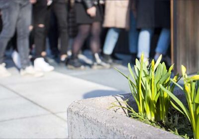 Narsissi-istutus, taustalla oppilaita menossa pääsiäiskirkkoon.