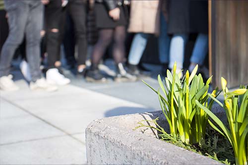 Narsissi-istutus, taustalla oppilaita menossa pääsiäiskirkkoon.